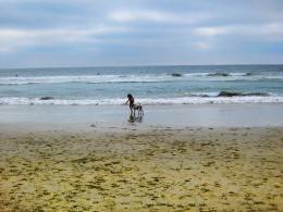 Child and pet on the beach